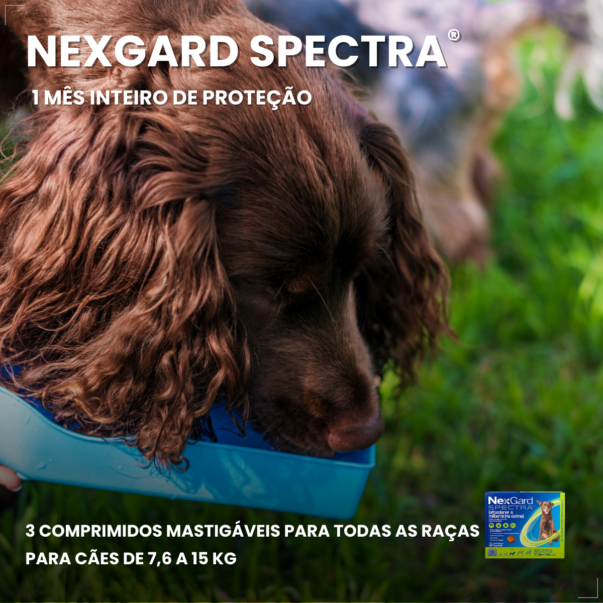 Nexgard Spectra Antipulga Carrapato Cães 7,6kg A 15kg 1 comprimido
