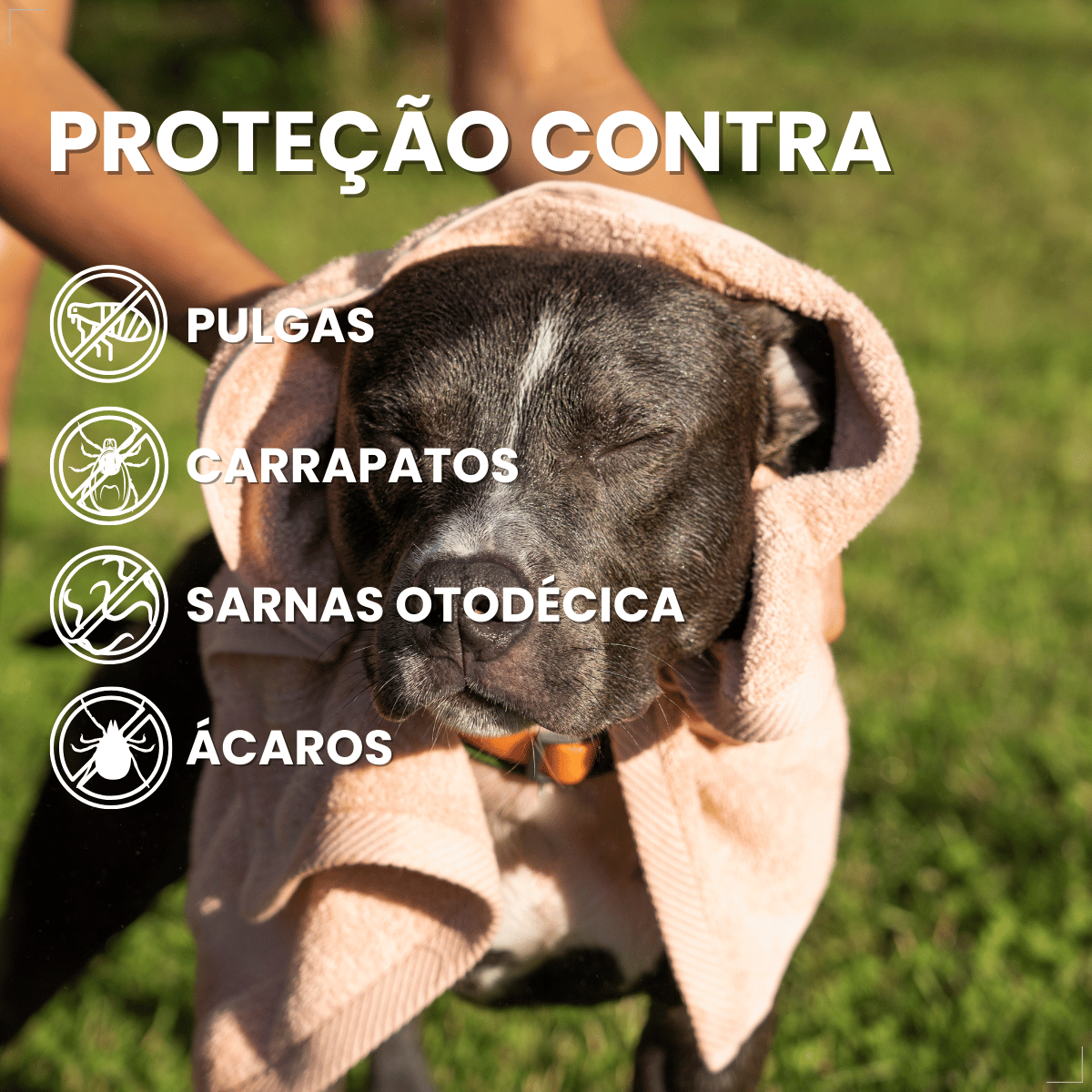 Nexgard Spectra Antipulga Carrapato Cães 7,6kg A 15kg 1 comprimido