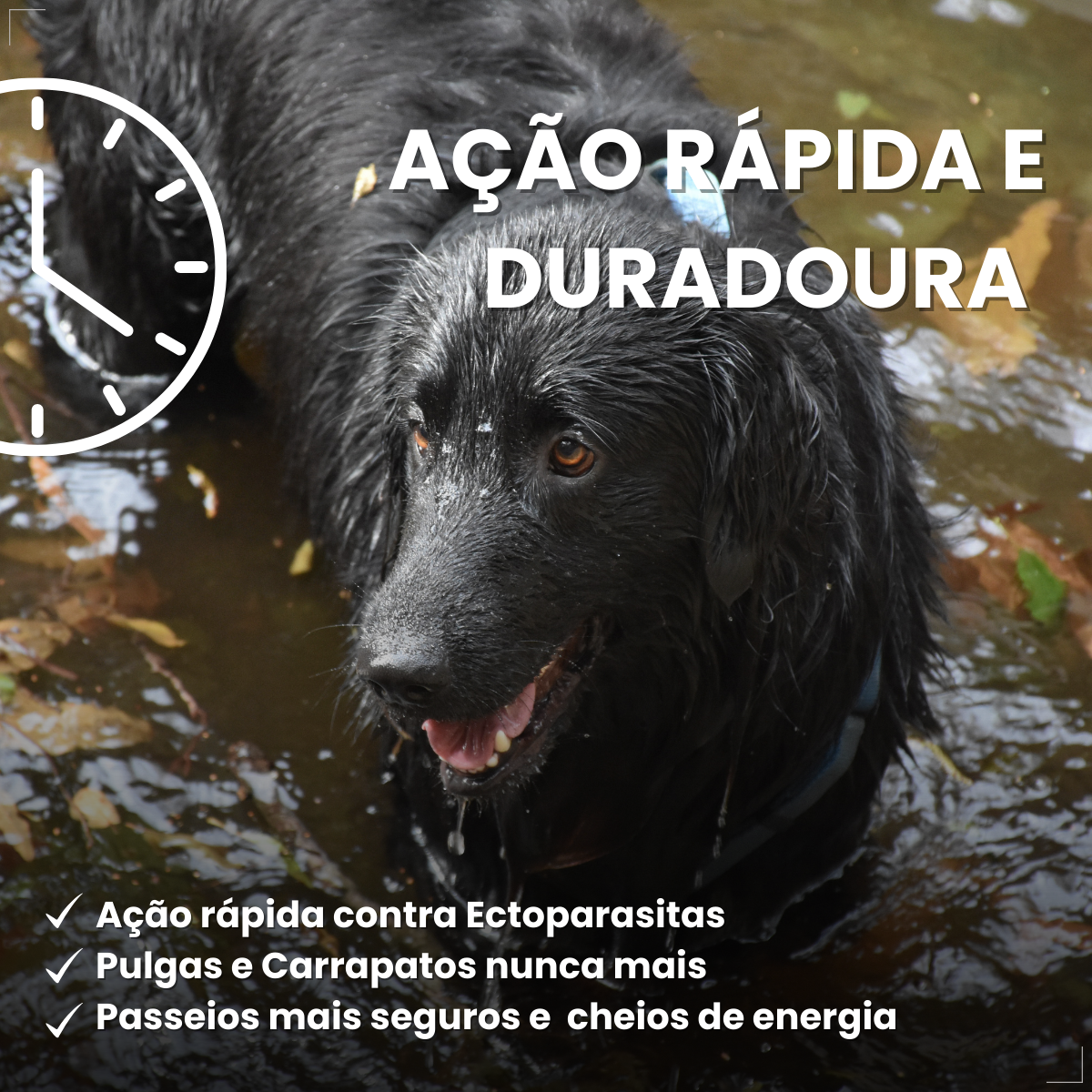 Nexgard Spectra Antipulga Carrapato Cães 7,6kg A 15kg 1 comprimido