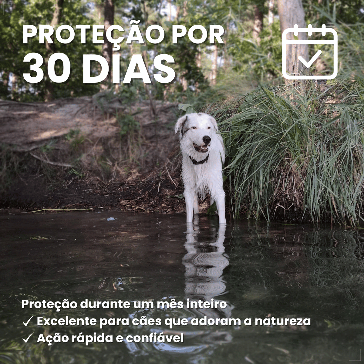 Nexgard Spectra Antipulga Carrapato Cães 7,6kg A 15kg 1 comprimido