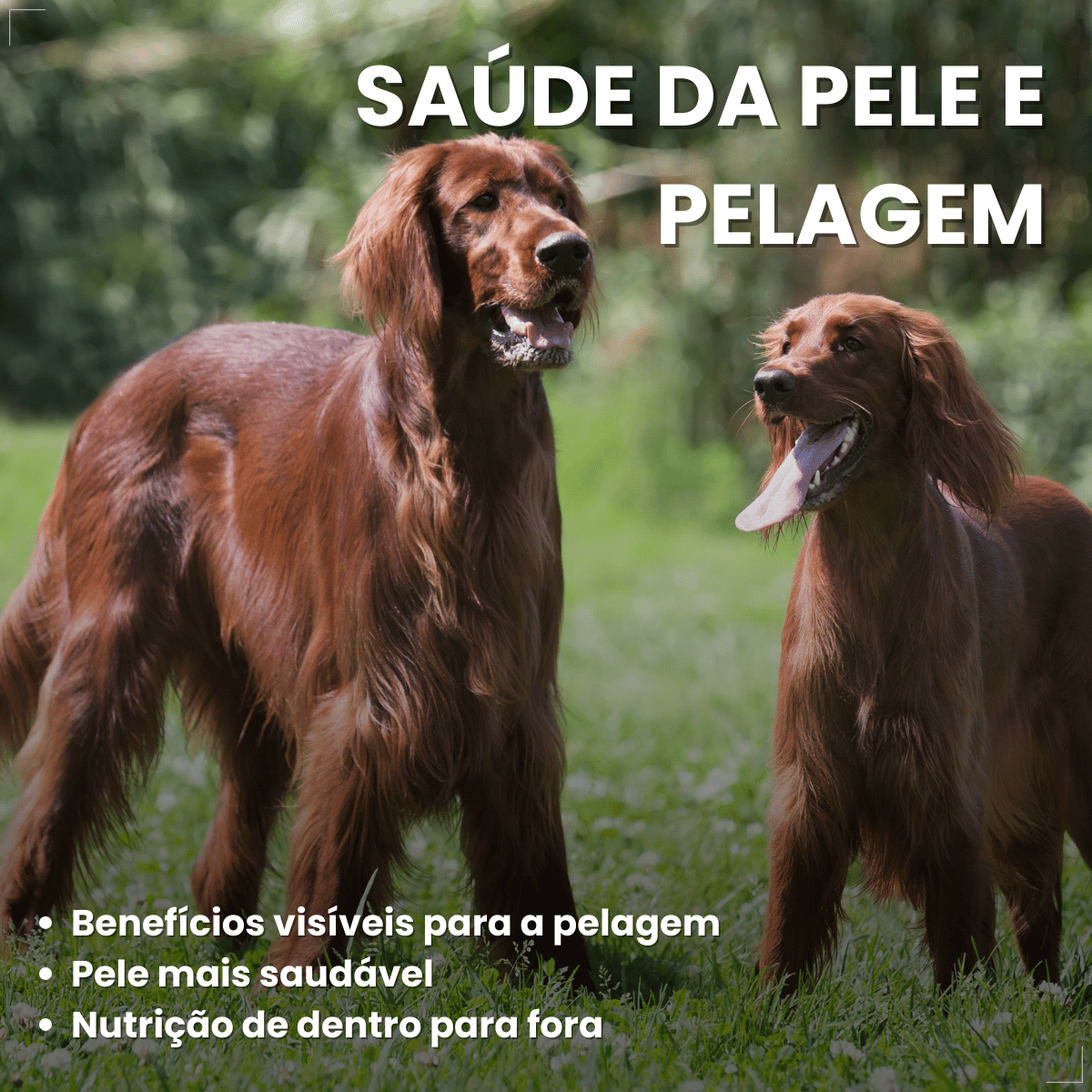 Kit 18 Ração Úmida Sachê Origens Cães Adulto Filhotes 85g