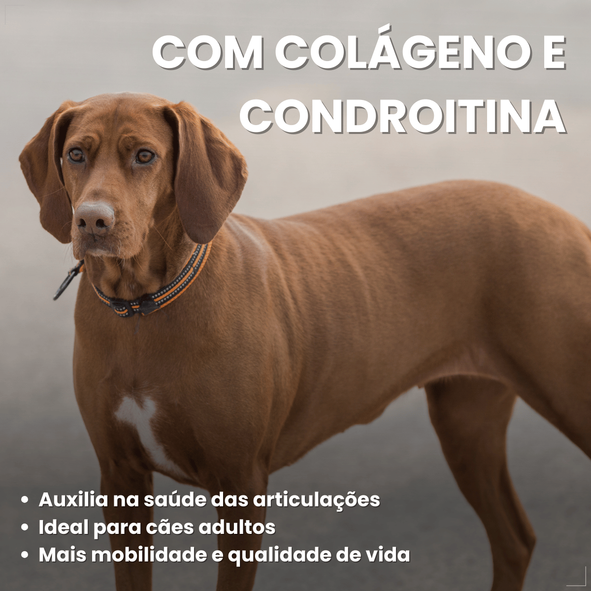 Kit 18 Ração Úmida Sachê Origens Cães Adulto Filhotes 85g