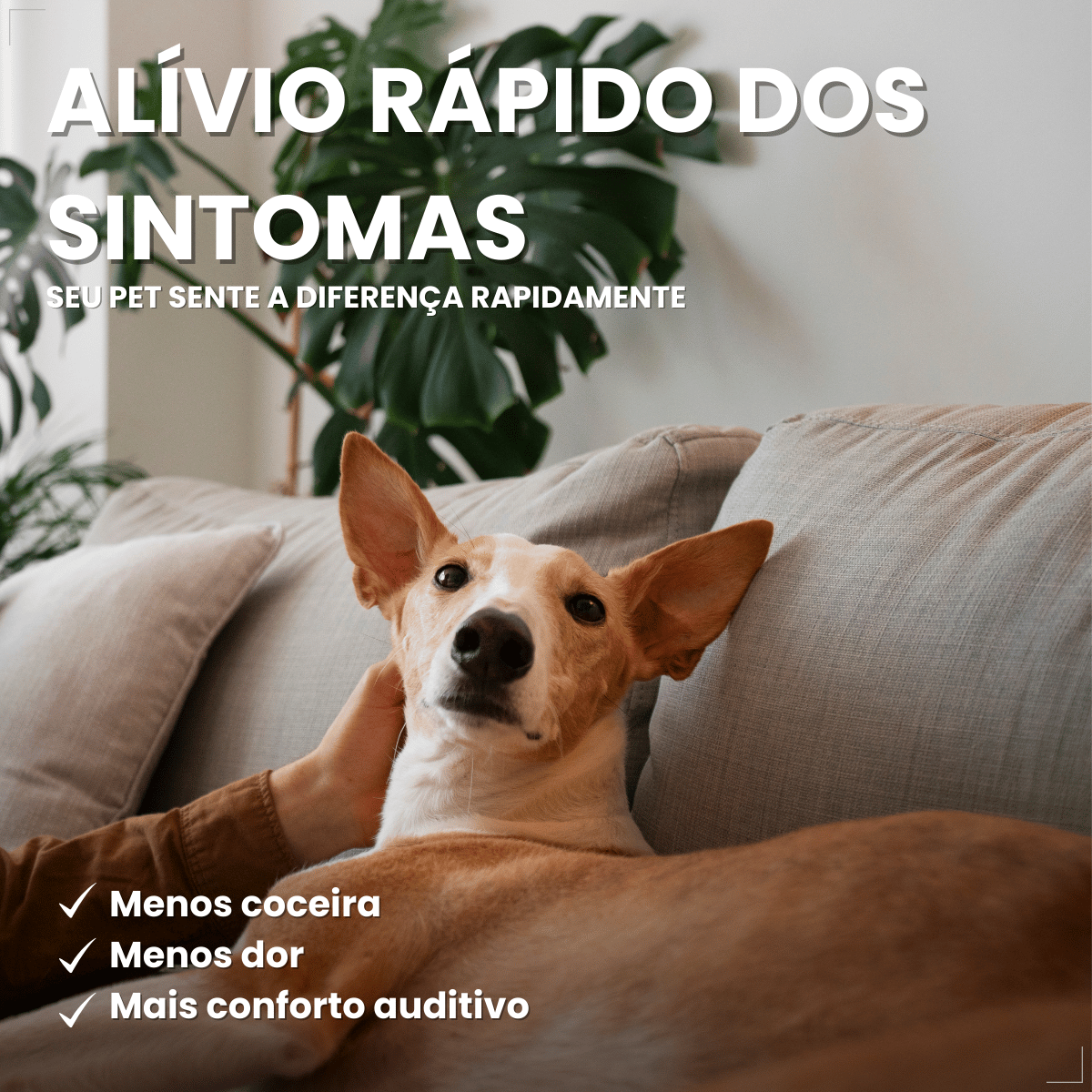 Otomax Pomada Otológica Para Otite Em Cães Msd 12,5g