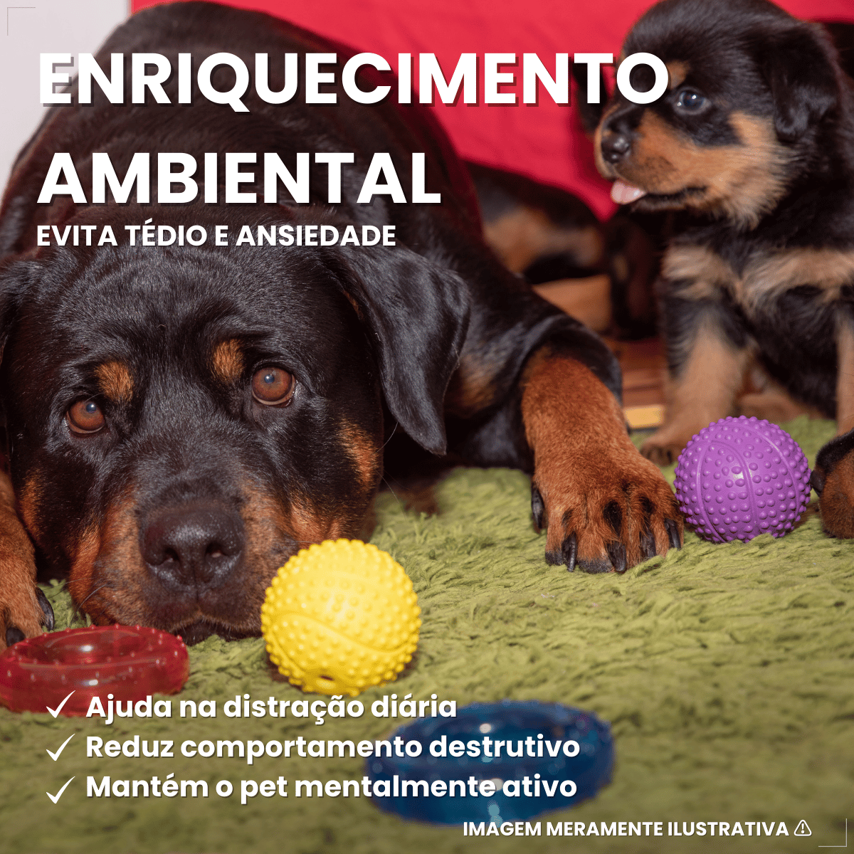 Pacote Bolinha Cravinho Para Cães C/12 - Cores Sortidas 50mm
