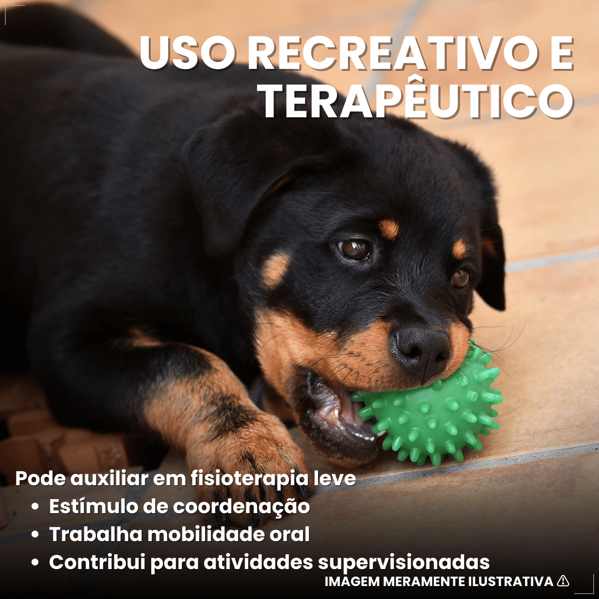 Pacote Bolinha Cravinho Para Cães C/12 - Cores Sortidas 50mm