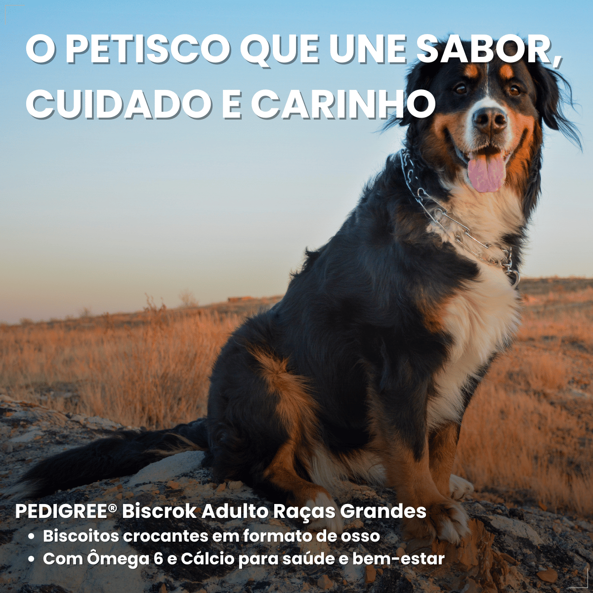 Biscoito Pedigree Biscrok para Cães Adultos de Raças Grandes