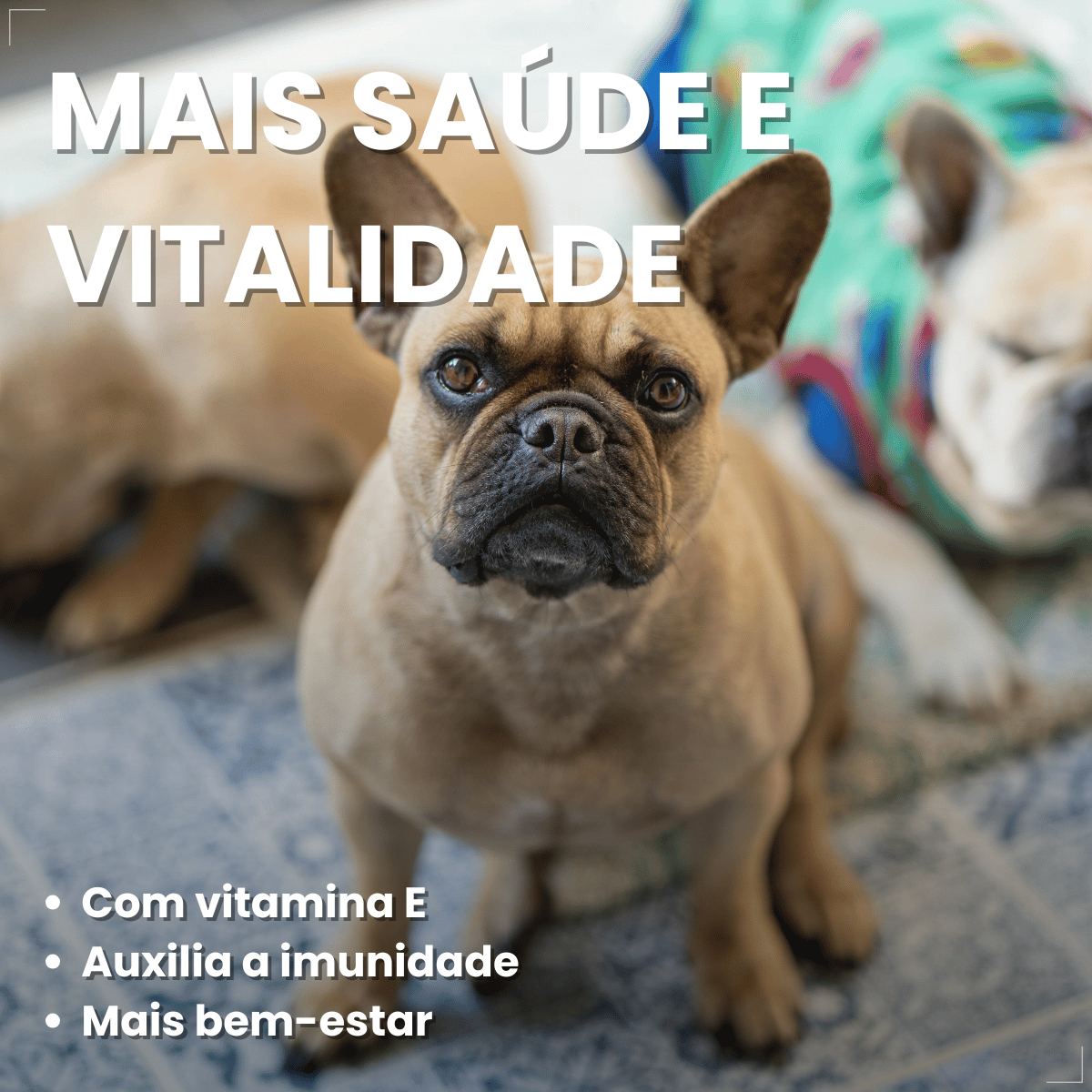 Kit 18 Ração Úmida Pedigree Carne Cães Adultos Pequenos 100g