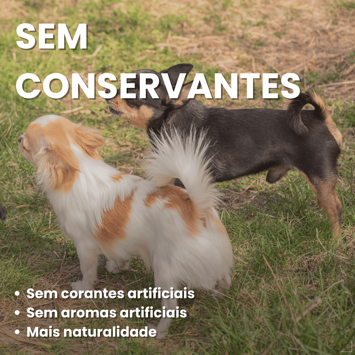 Kit 18 Ração Úmida Pedigree Carne Cães Adultos Pequenos 100g