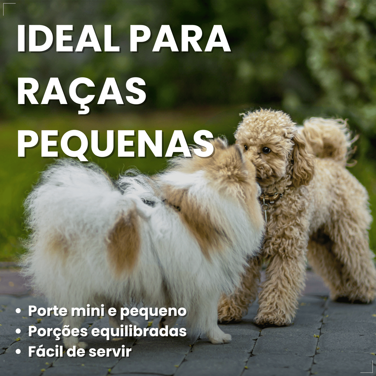 Kit 18 Ração Úmida Pedigree Carne Cães Adultos Pequenos 100g