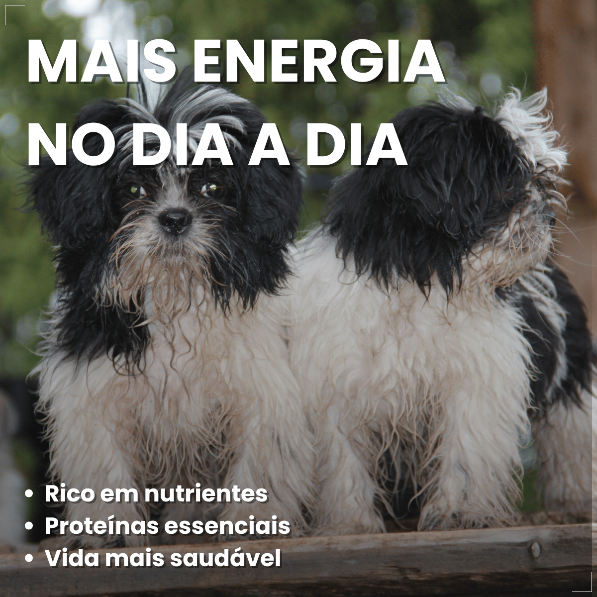 Kit 18 Ração Úmida Pedigree Carne Cães Adultos Pequenos 100g