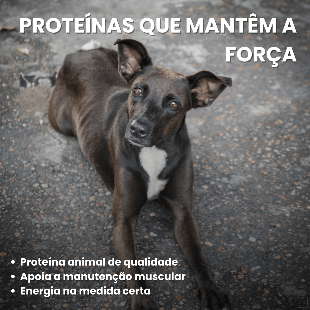 Ração Úmida em Lata Pedrigree Cães 280g