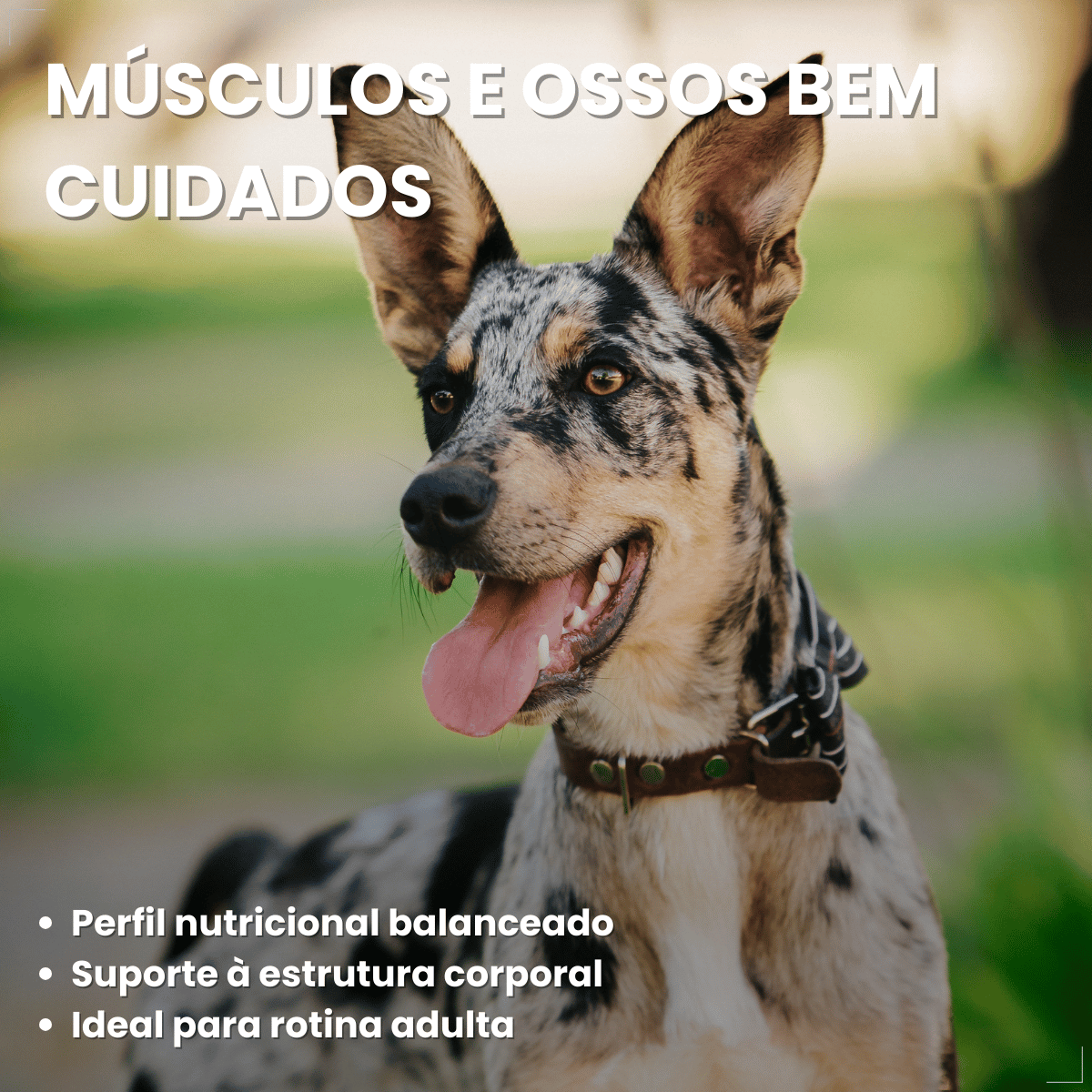 Ração Úmida em Lata Pedrigree Cães 280g