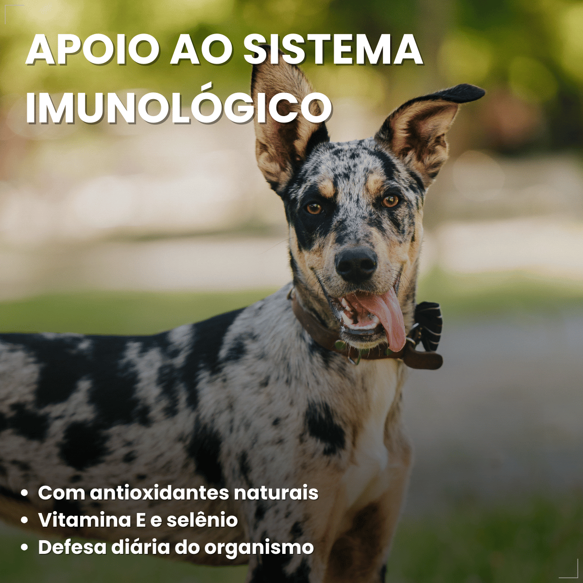 Ração Úmida em Lata Pedrigree Cães 280g