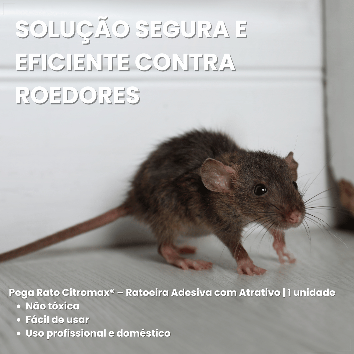 Armadilha Ratoeira Adesiva Cola Pega Rato Atrativo Citromax