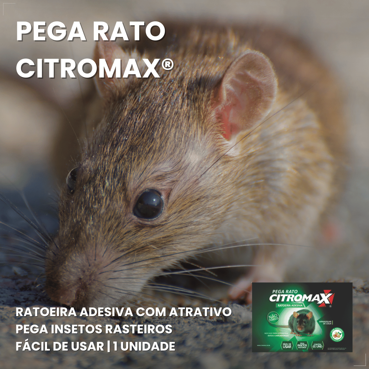 Kit 2 Ratoeira Adesiva Cola Pega Rato Atrativo Citromax