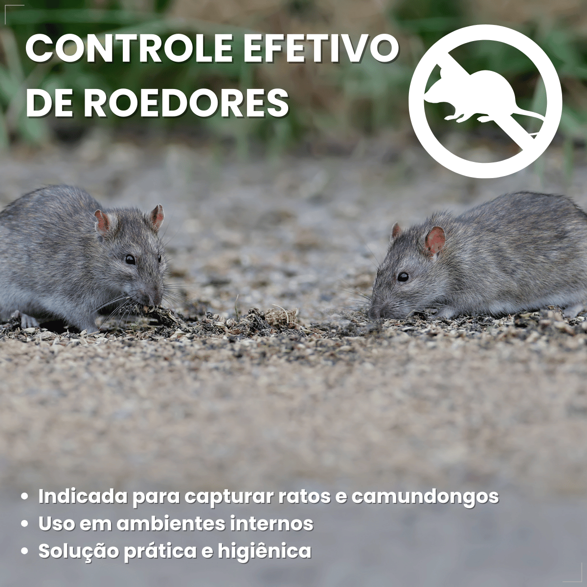 Kit 2 Ratoeira Adesiva Cola Pega Rato Atrativo Citromax