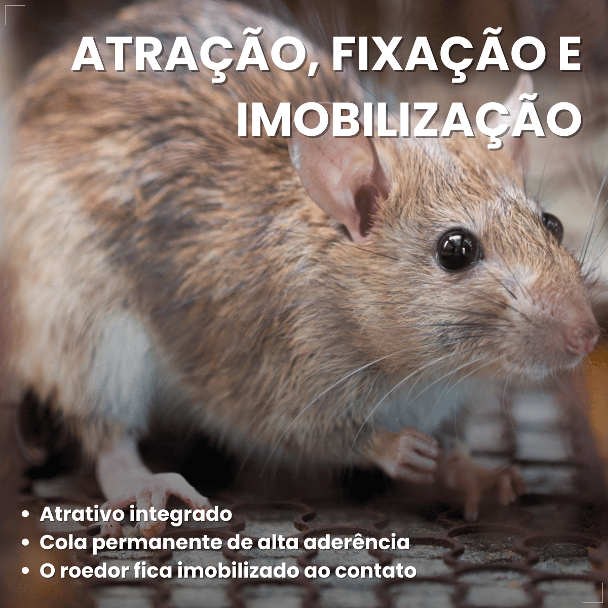 Kit 2 Ratoeira Adesiva Cola Pega Rato Atrativo Citromax
