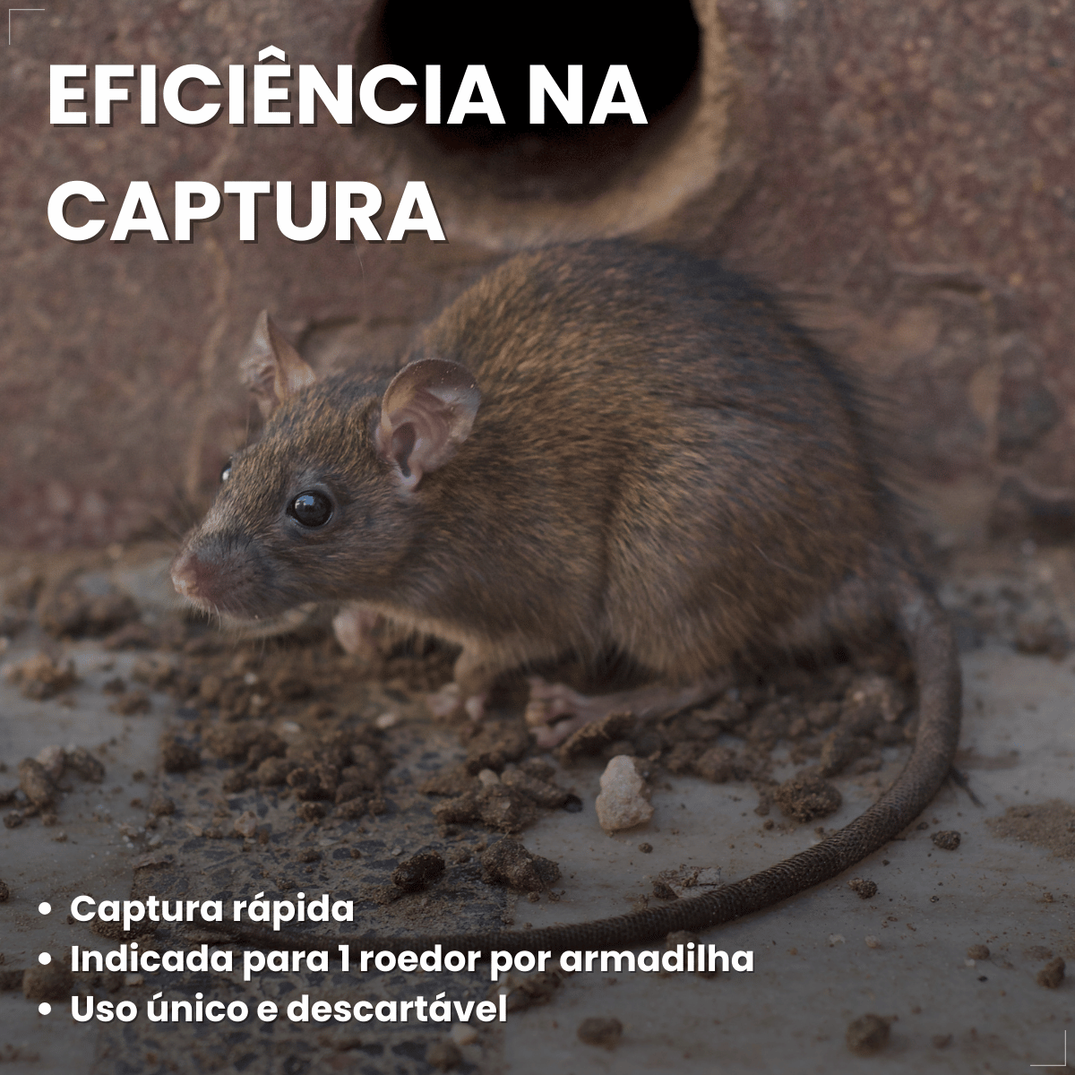 Kit 2 Ratoeira Adesiva Cola Pega Rato Atrativo Citromax
