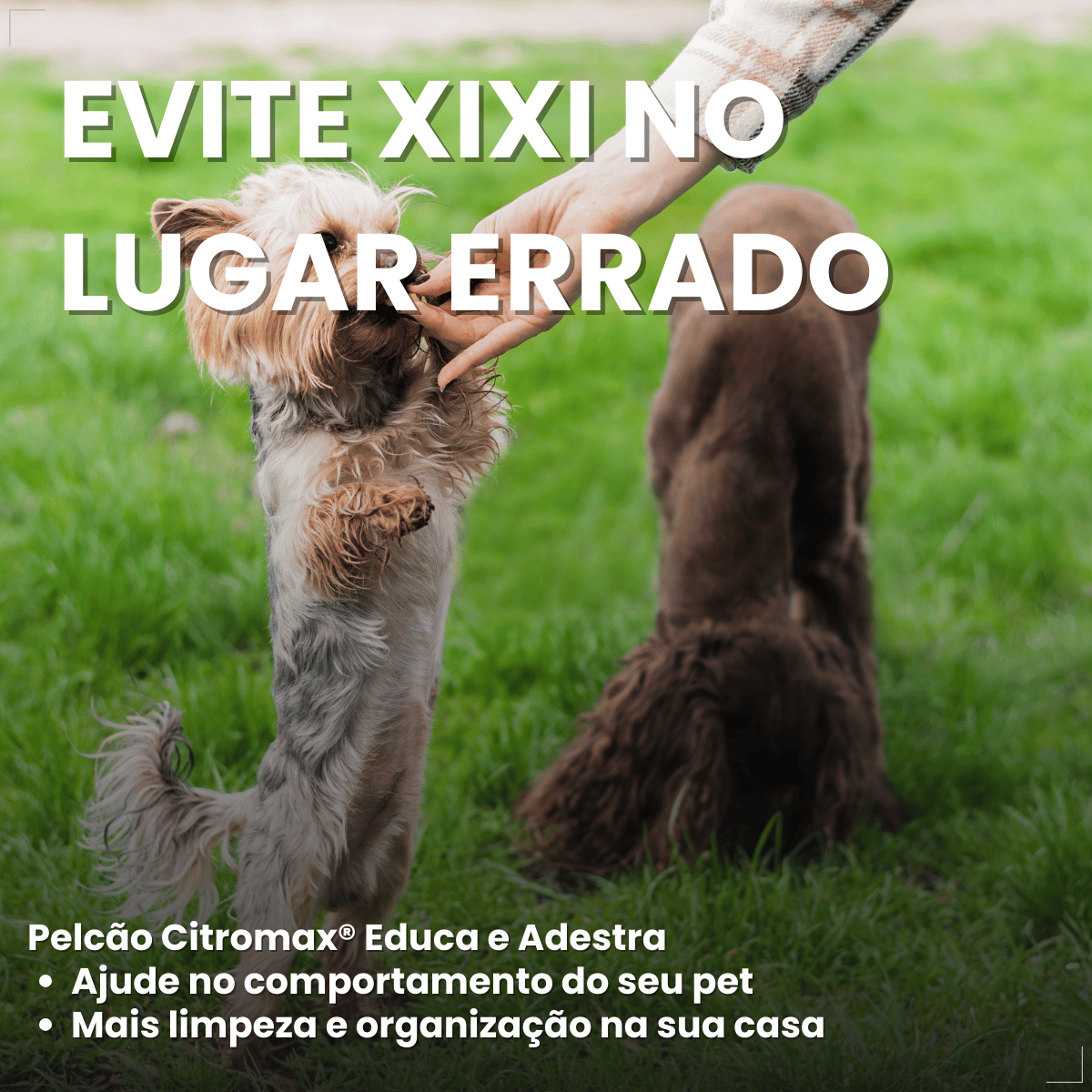 Pelcão Citromax Educa e Adestra Cães e Gatos 500 ml