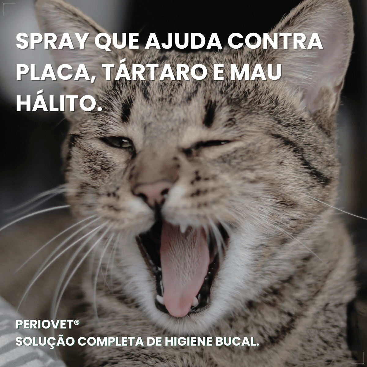 Spray Bucal Pet Vetnil Periovet 100ml hálito Menta cães gato