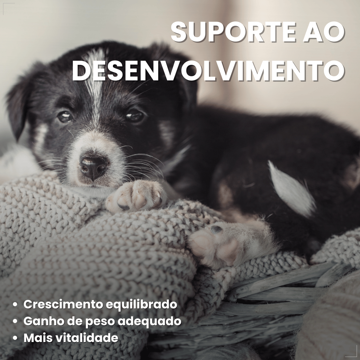 Pet Milk Substituto do leite materno para Cães e Gatos 100g