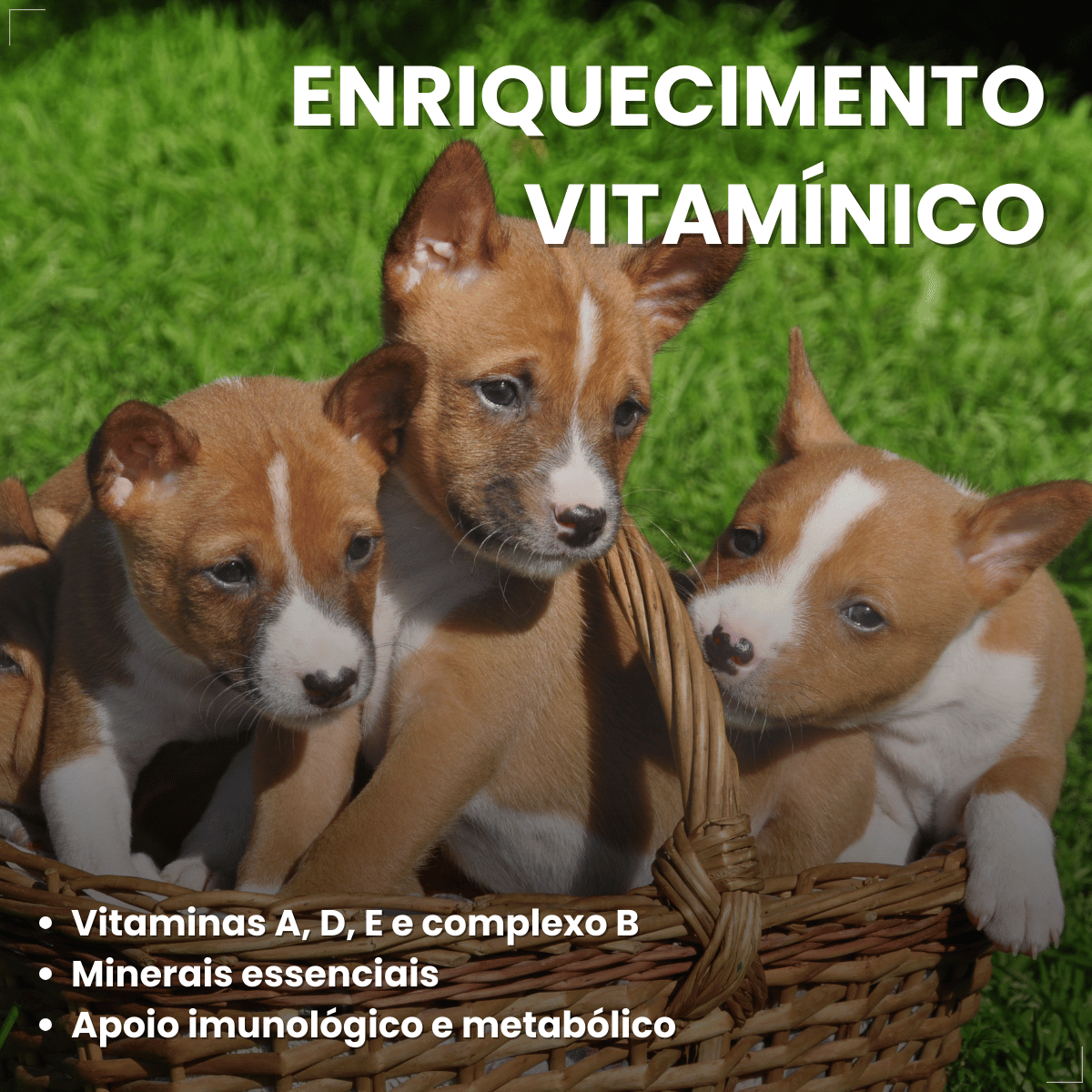 Pet Milk Substituto do leite materno para Cães e Gatos 100g