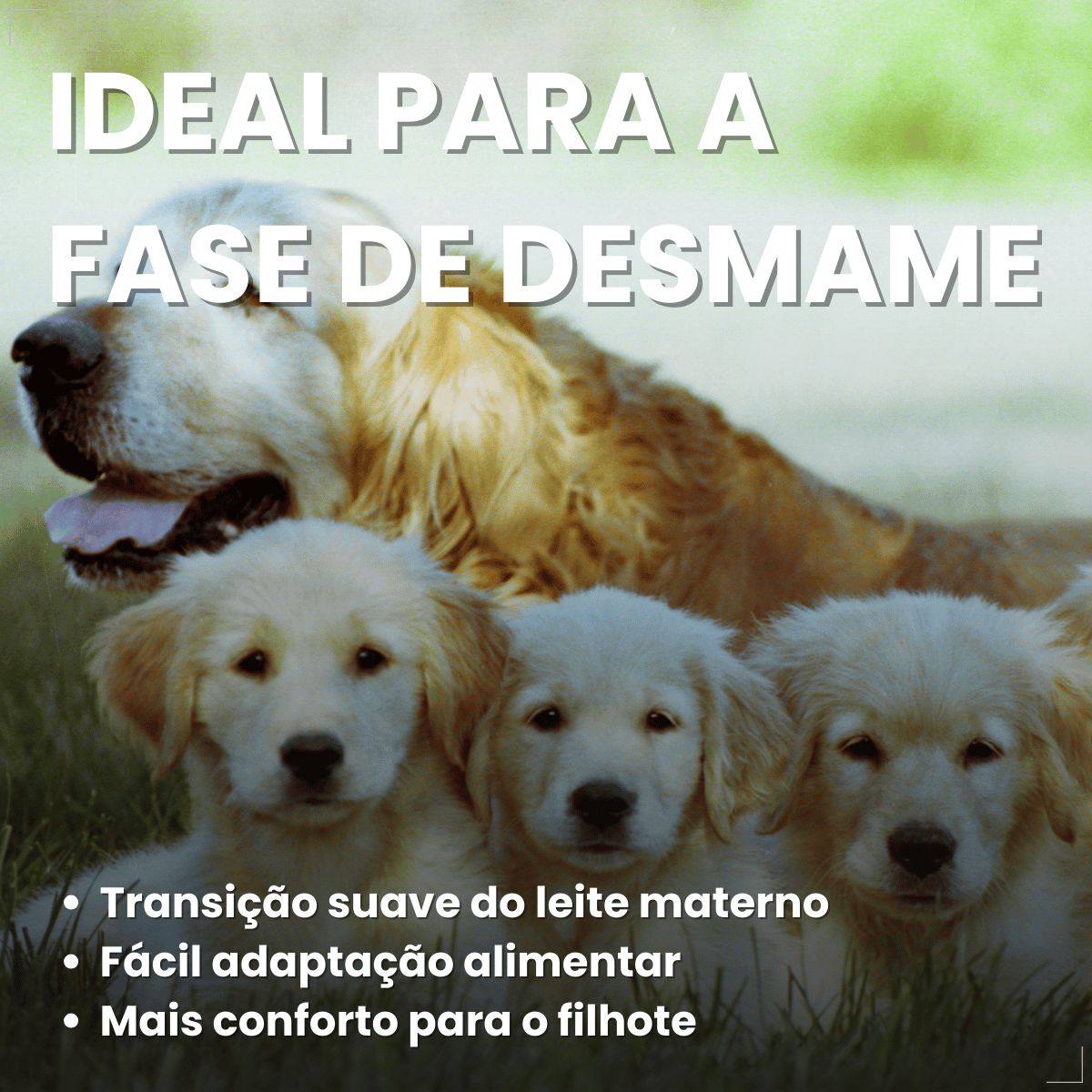 PremieR Ambientes Internos Papinha Desmame para Cães Filhotes 1 kg