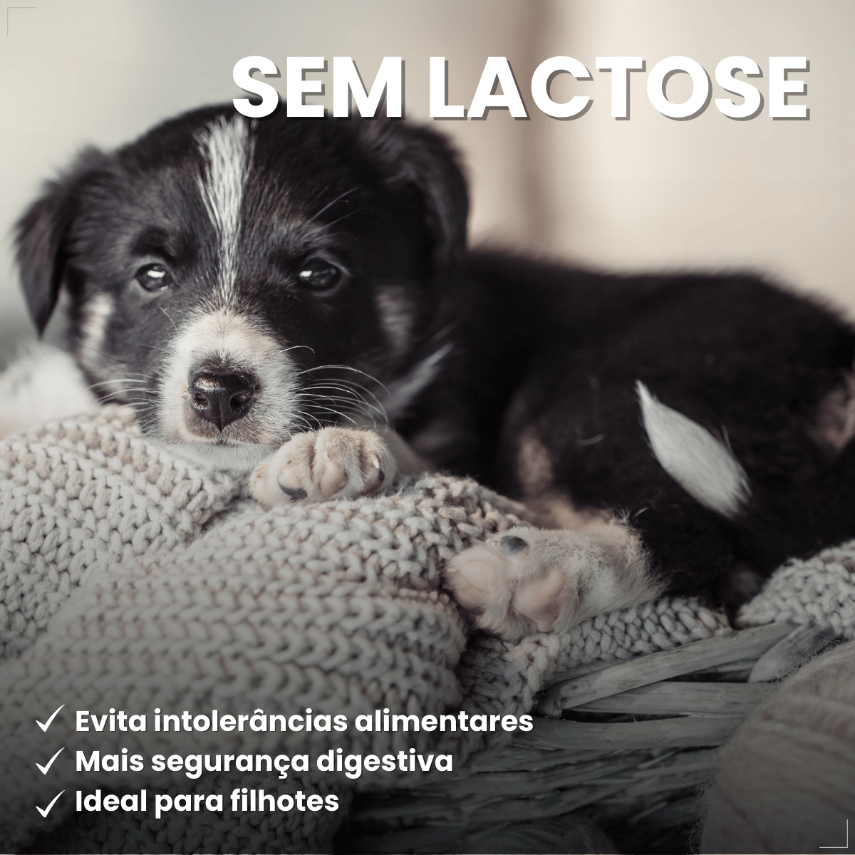 PremieR Ambientes Internos Papinha Desmame para Cães Filhotes 1 kg