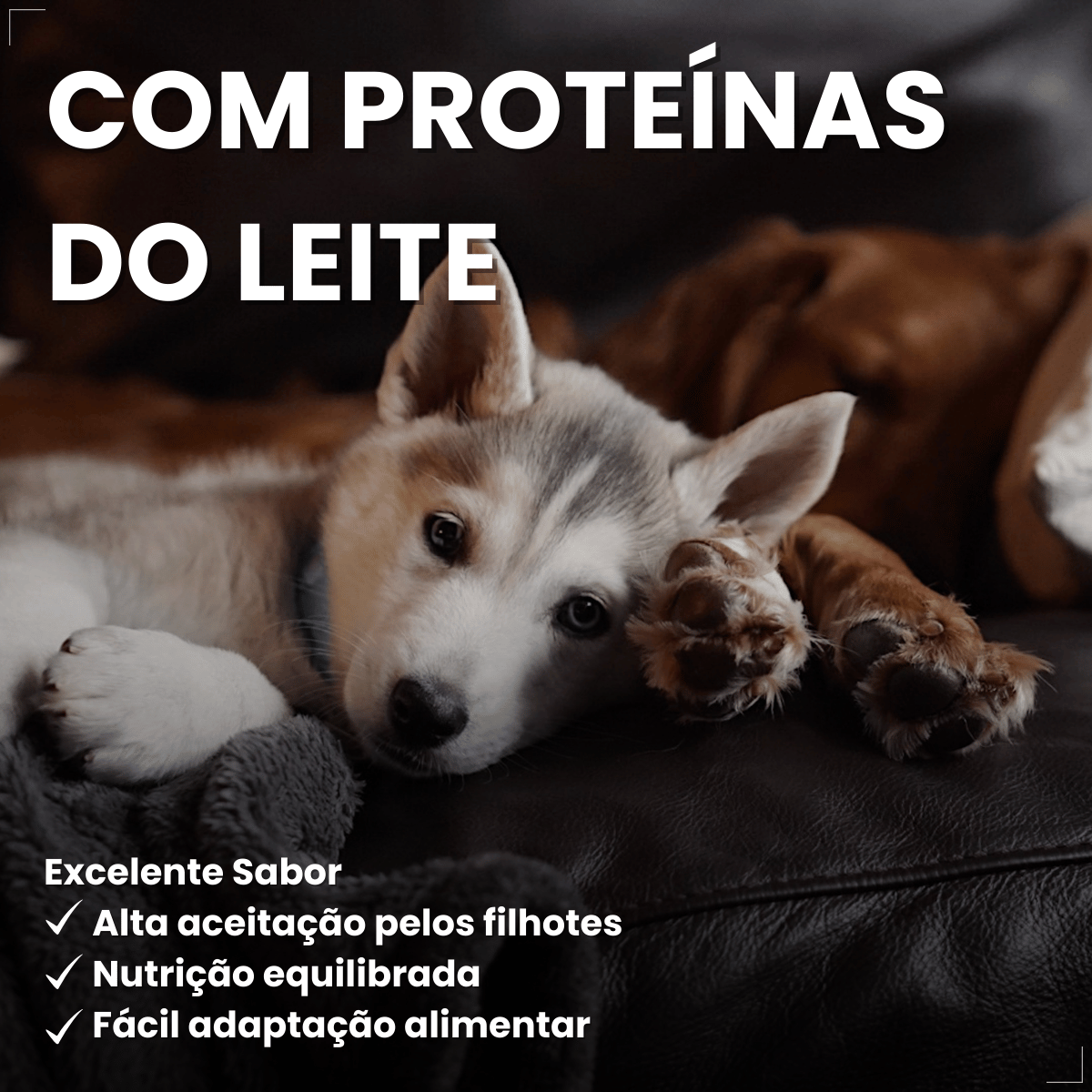 PremieR Ambientes Internos Papinha Desmame para Cães Filhotes 1 kg