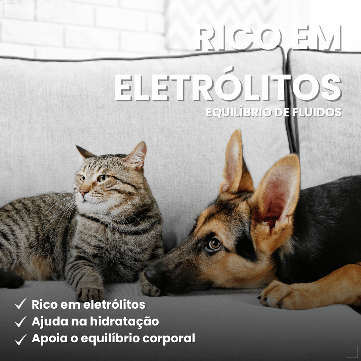 PremieR Nutrição Clínica Úmidos Recuperação Cães e Gatos