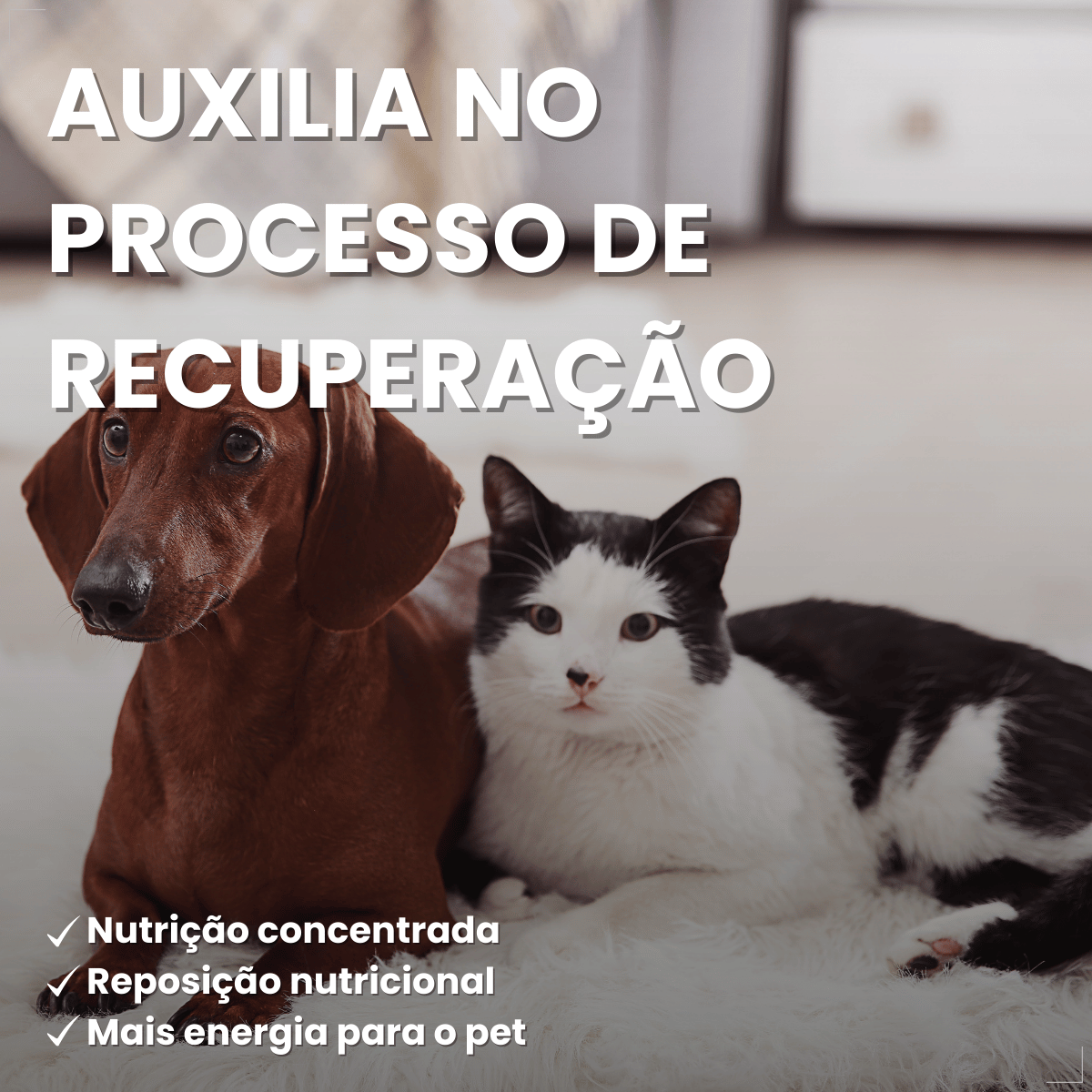 PremieR Nutrição Clínica Úmidos Recuperação Cães e Gatos