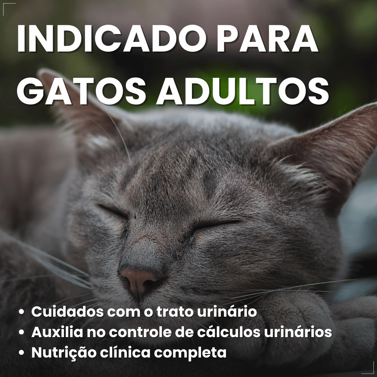 PremieR Nutrição Clínica Úmidos Gatos Urinário 70g