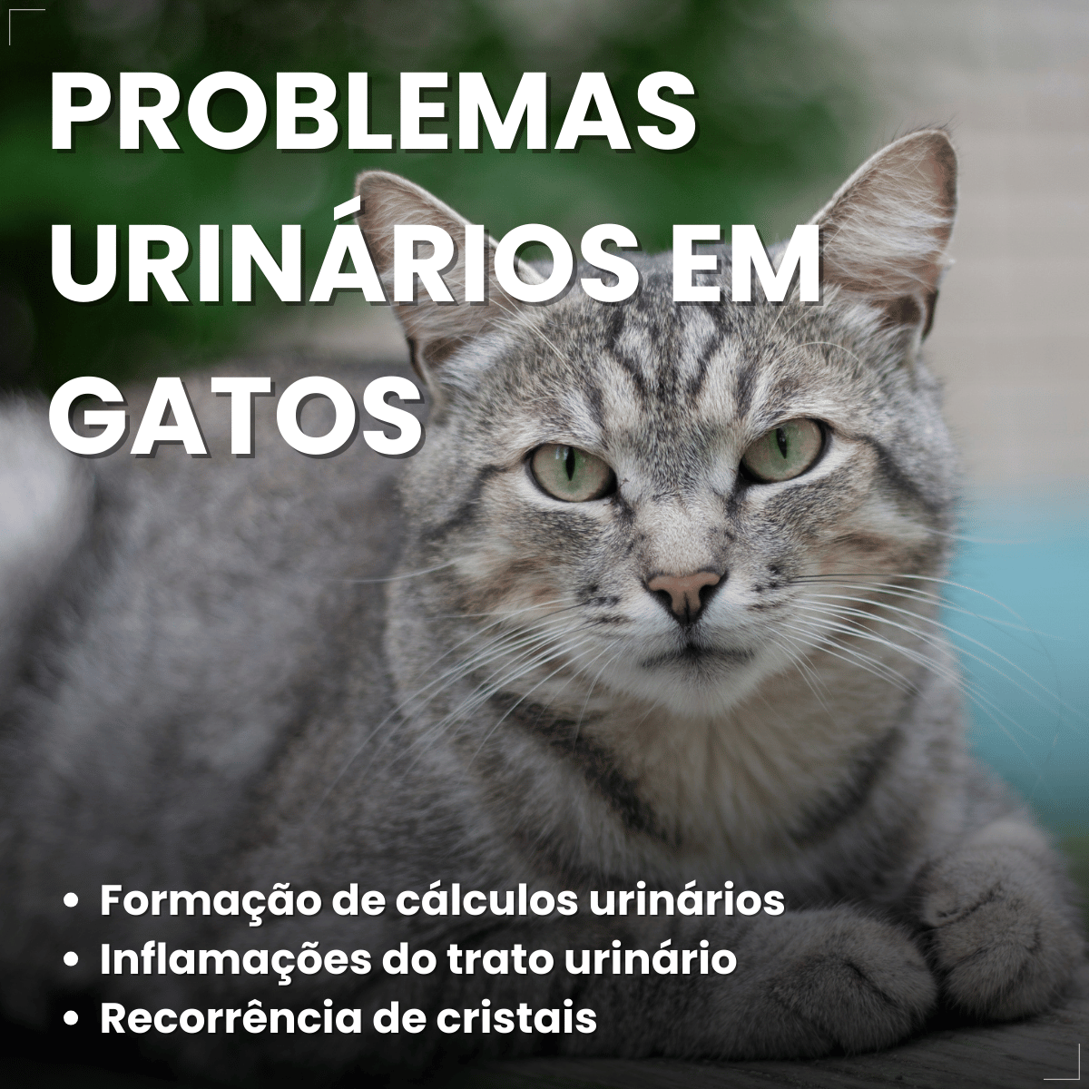 PremieR Nutrição Clínica Úmidos Gatos Urinário 70g