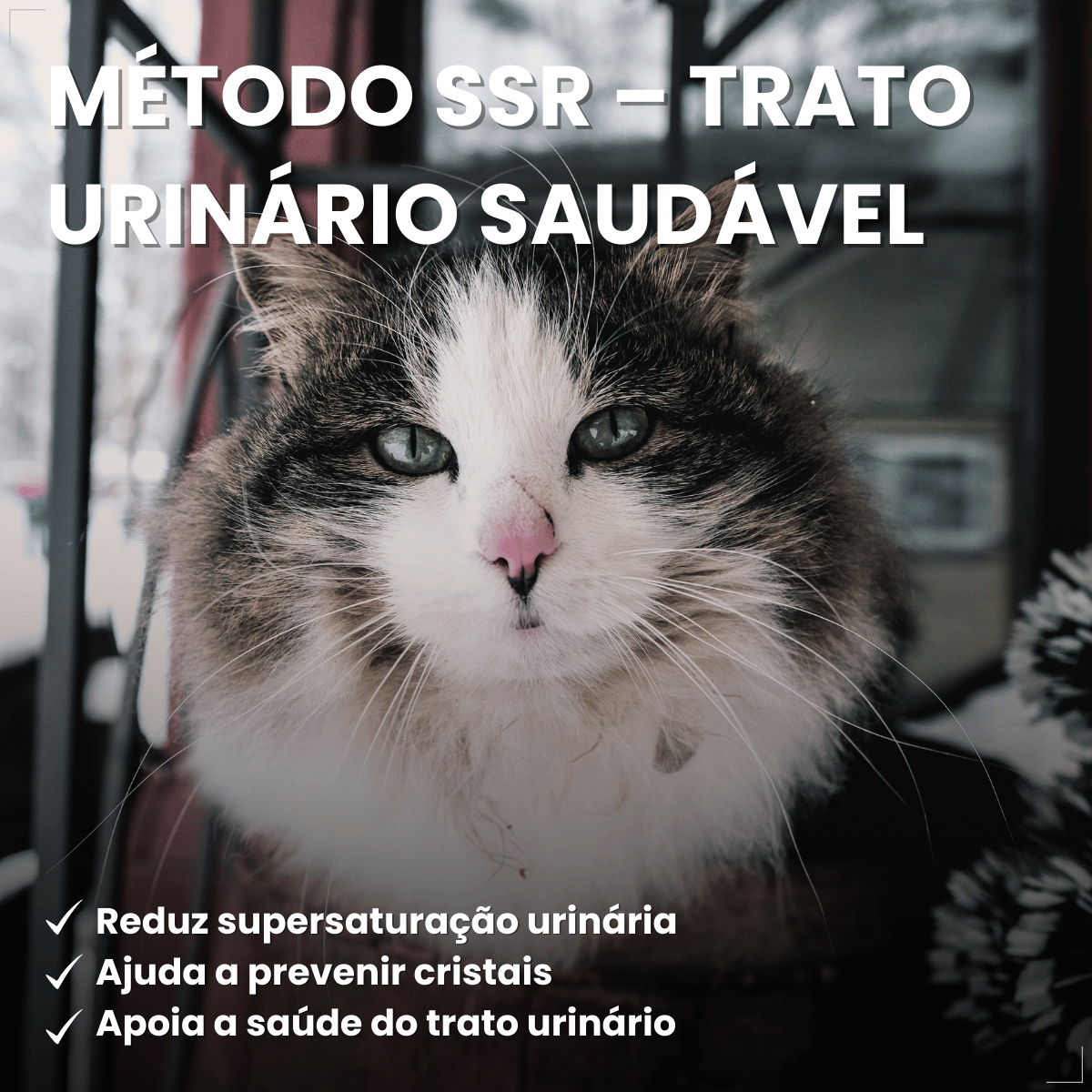 PremieR Nutrição Clínica Úmidos Gatos Urinário 70g