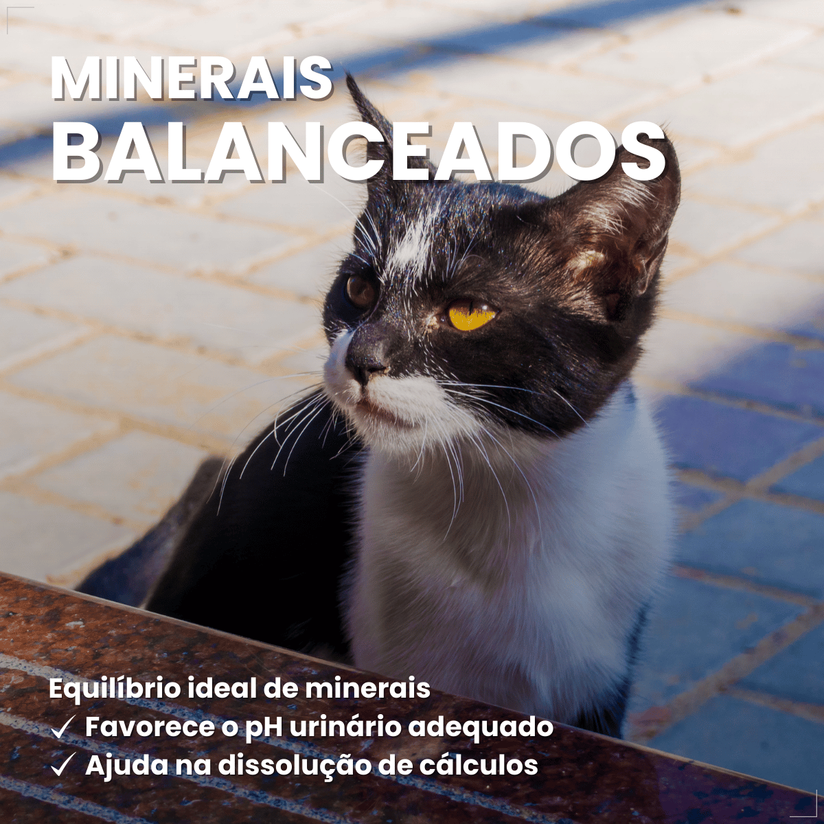 PremieR Nutrição Clínica Úmidos Gatos Urinário 70g