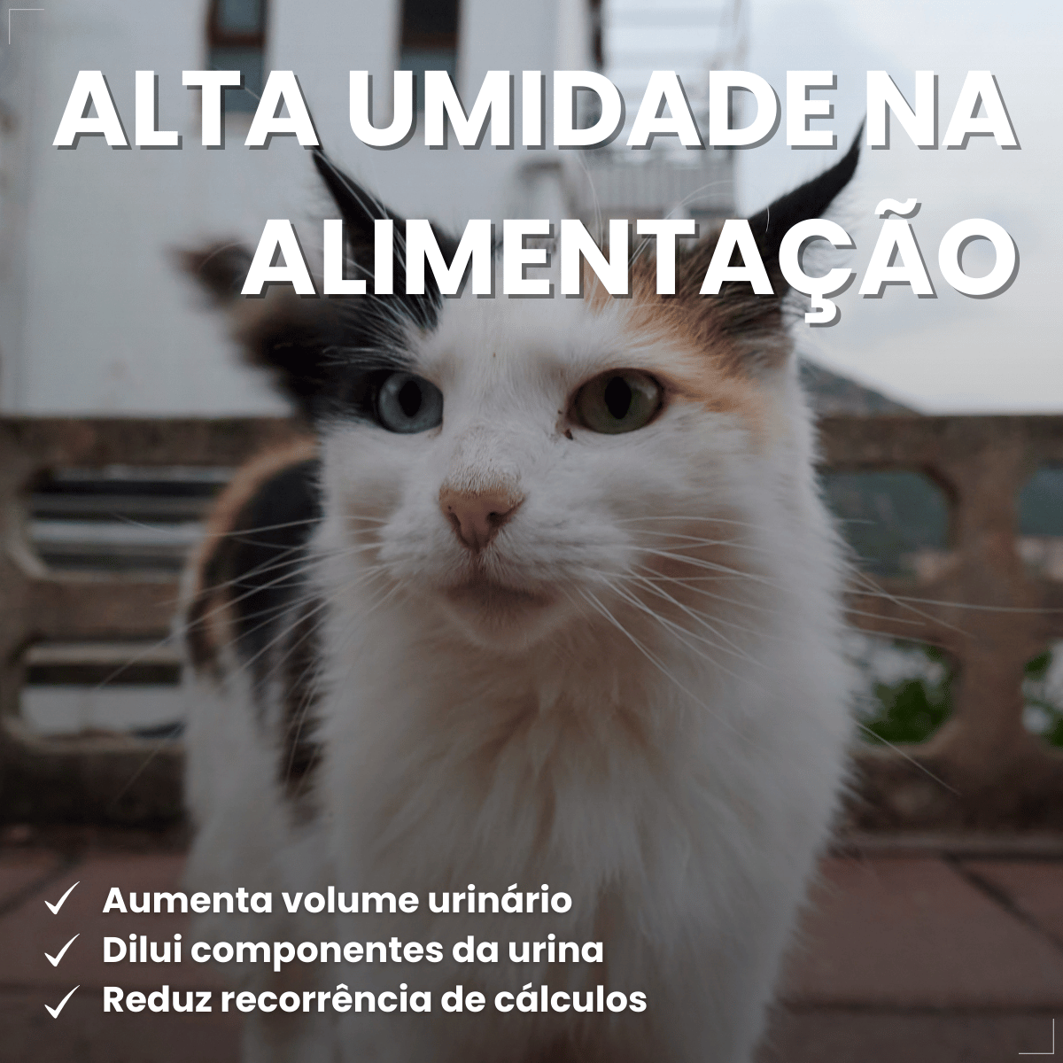 PremieR Nutrição Clínica Úmidos Gatos Urinário 70g