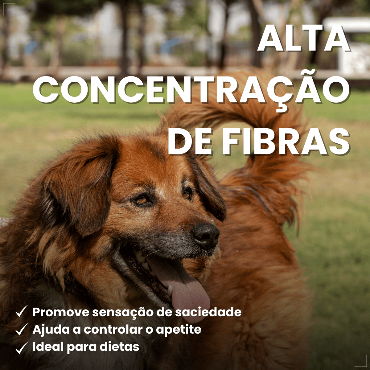 PremieR Nutrição Clínica Úmidos Cães Obesidade 85g
