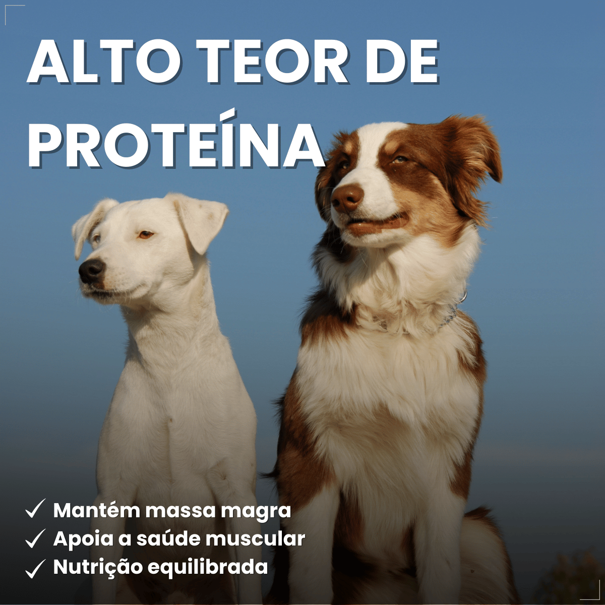 PremieR Nutrição Clínica Úmidos Cães Obesidade 85g