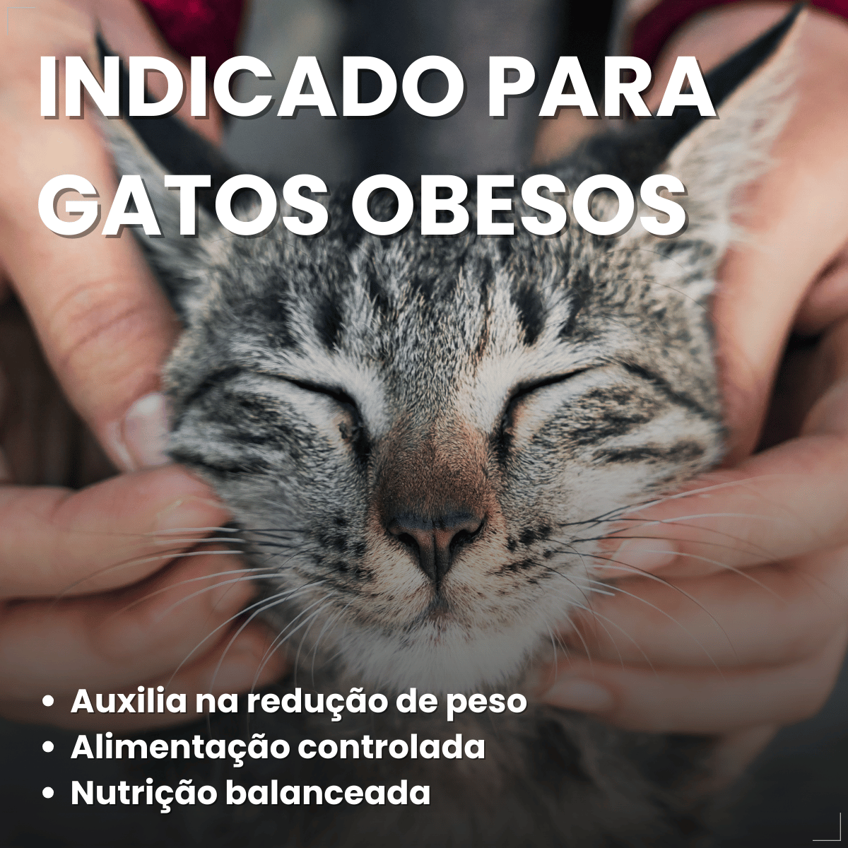 PremieR Nutrição Clínica Úmidos Gatos Obesidade 70g