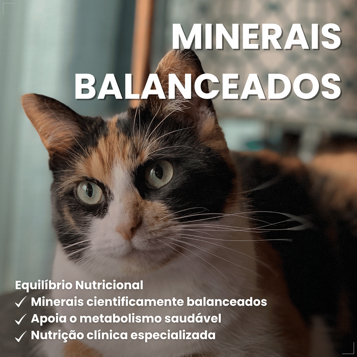 PremieR Nutrição Clínica Úmidos Gatos Obesidade 70g