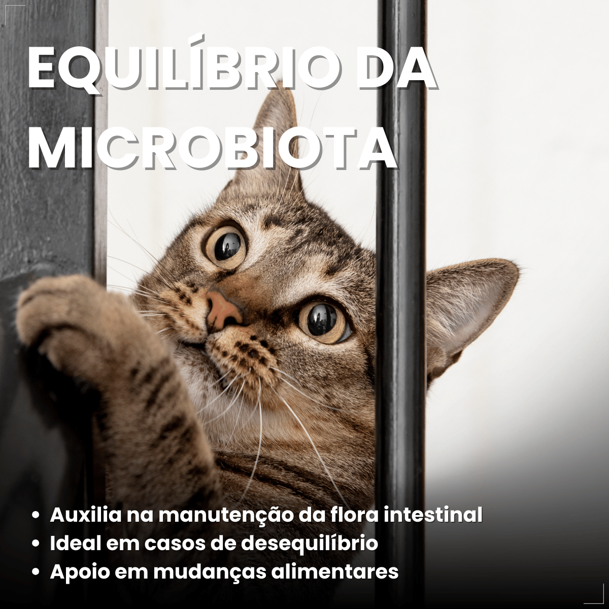 Probiótico Pet Para Cães E Gatos Avert 14g 1 Unidade