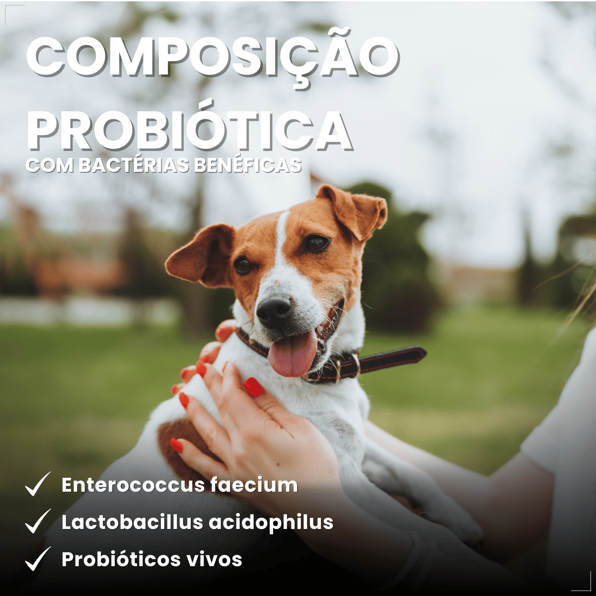Probiótico Pet Para Cães E Gatos Avert 14g 1 Unidade