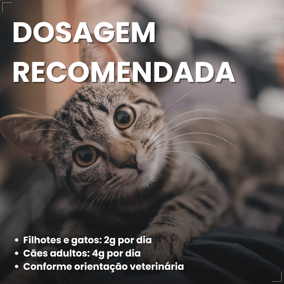 Probiótico Pet Para Cães E Gatos Avert 14g 1 Unidade