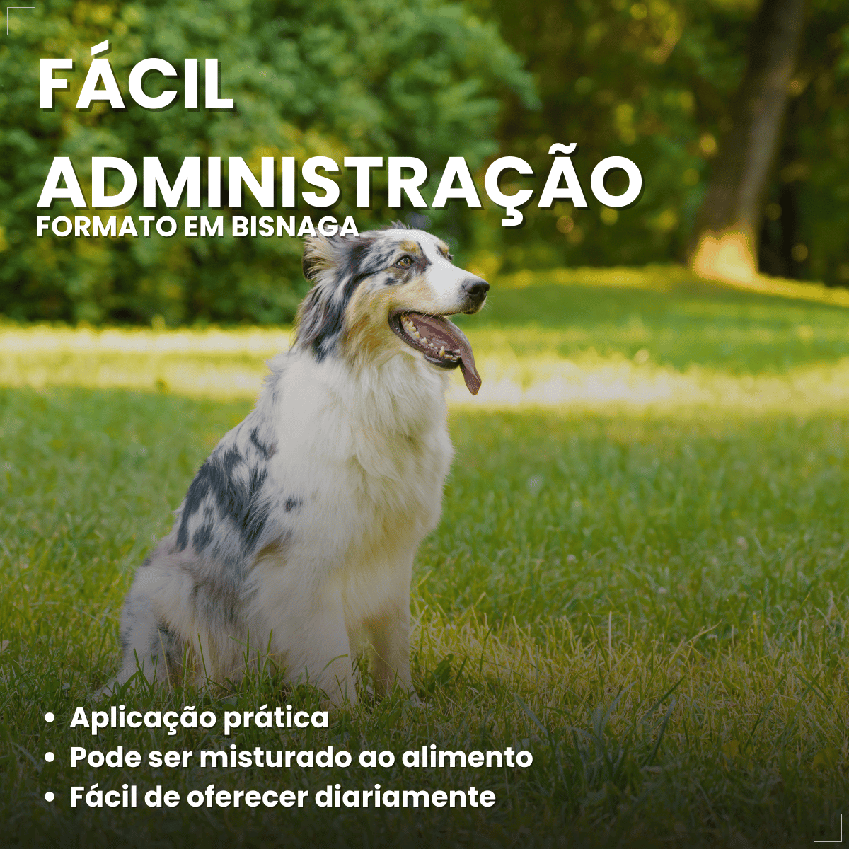 Kit 3 Probiótico Pet Para Cães E Gatos Avert 14g 1 Unidade