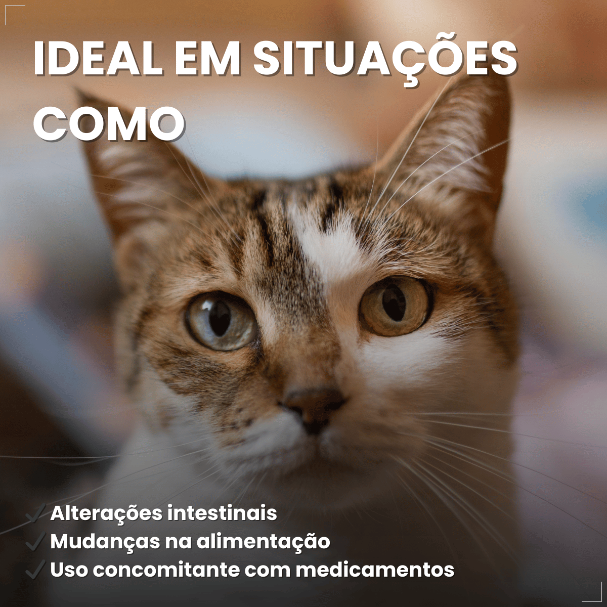 Kit 3 Probiótico Pet Para Cães E Gatos Avert 14g 1 Unidade