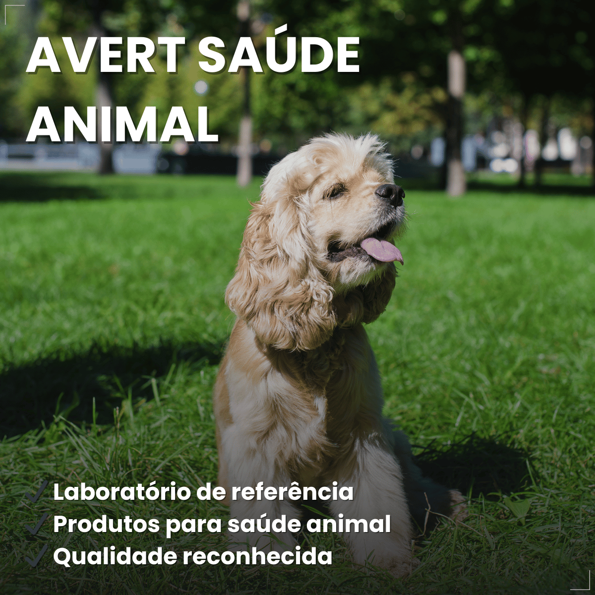 Probiótico Pet Para Cães E Gatos Avert 14g 1 Unidade