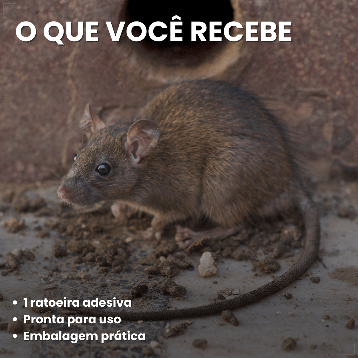 Ratoeira Adesiva Cola Pega Rato Visgo American C/ 2 Peças