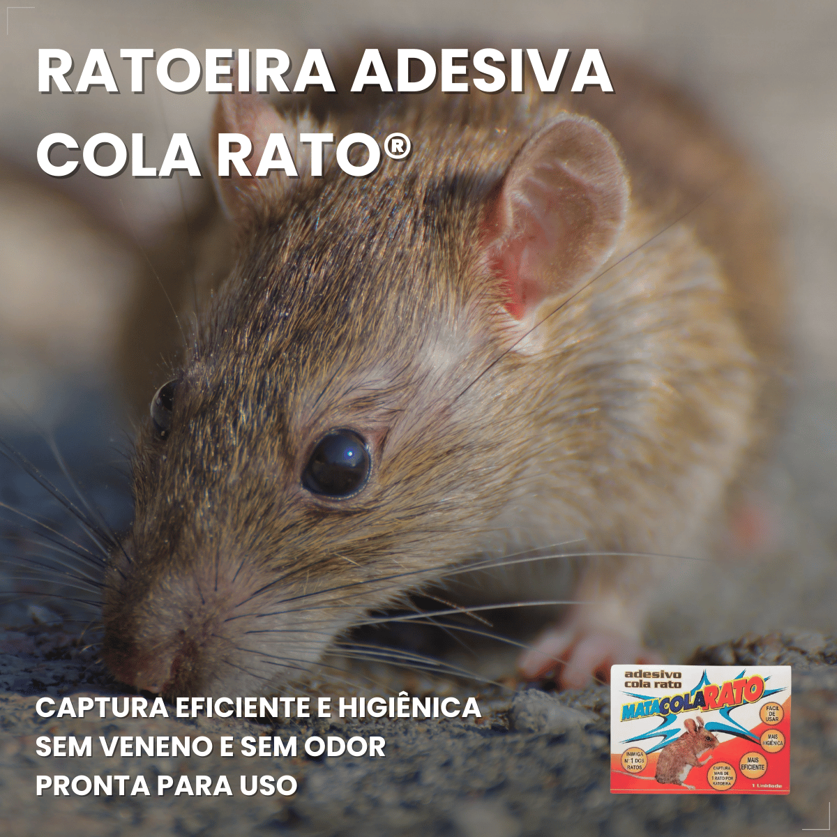 Ratoeira Adesiva Cola Pega Rato Visgo American C/ 2 Peças