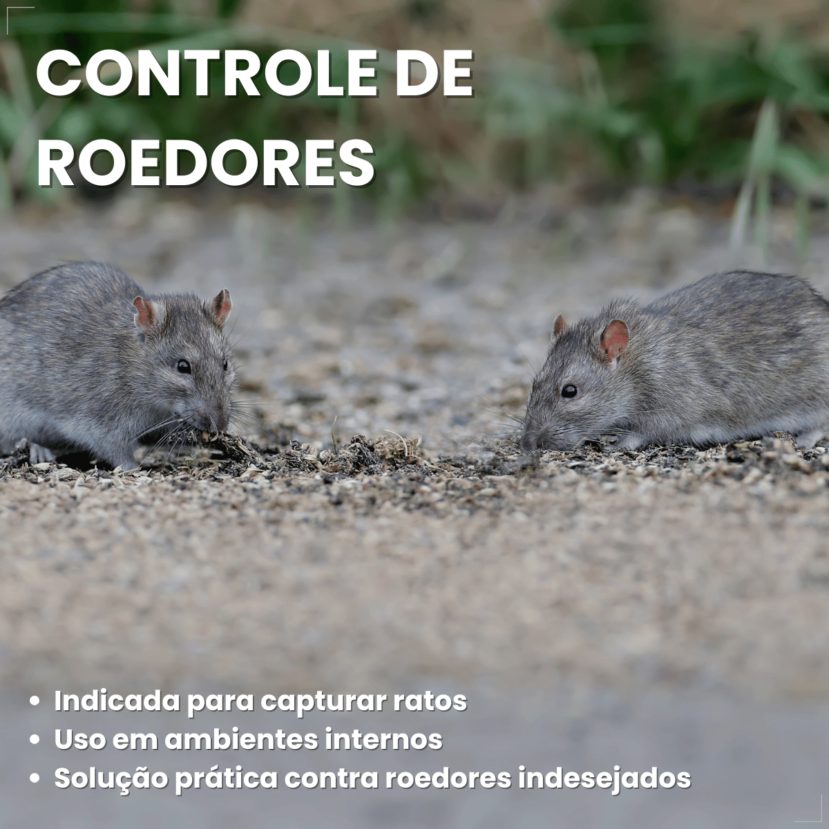 Ratoeira Adesiva Cola Pega Rato Visgo American C/ 2 Peças