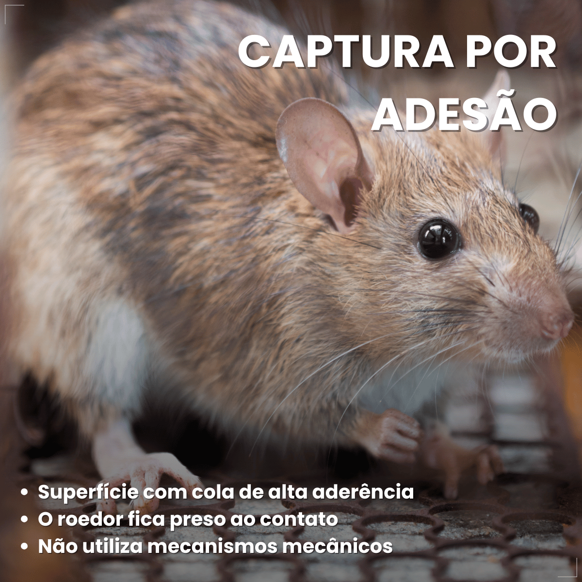 Ratoeira Adesiva Cola Pega Rato Visgo American C/ 2 Peças